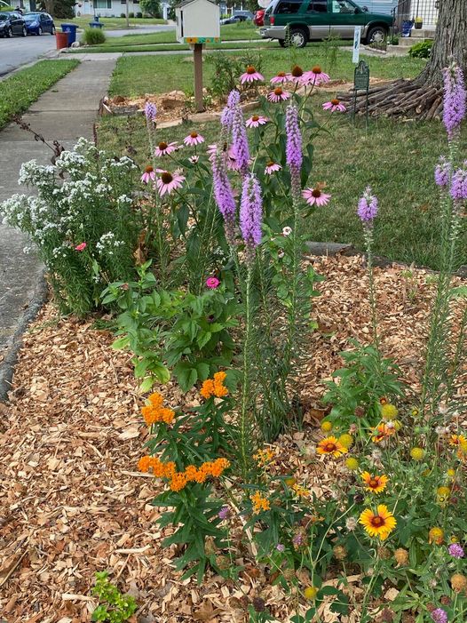 Ohio native plants plant sale sunday may 21 2023 11 am 3 pm