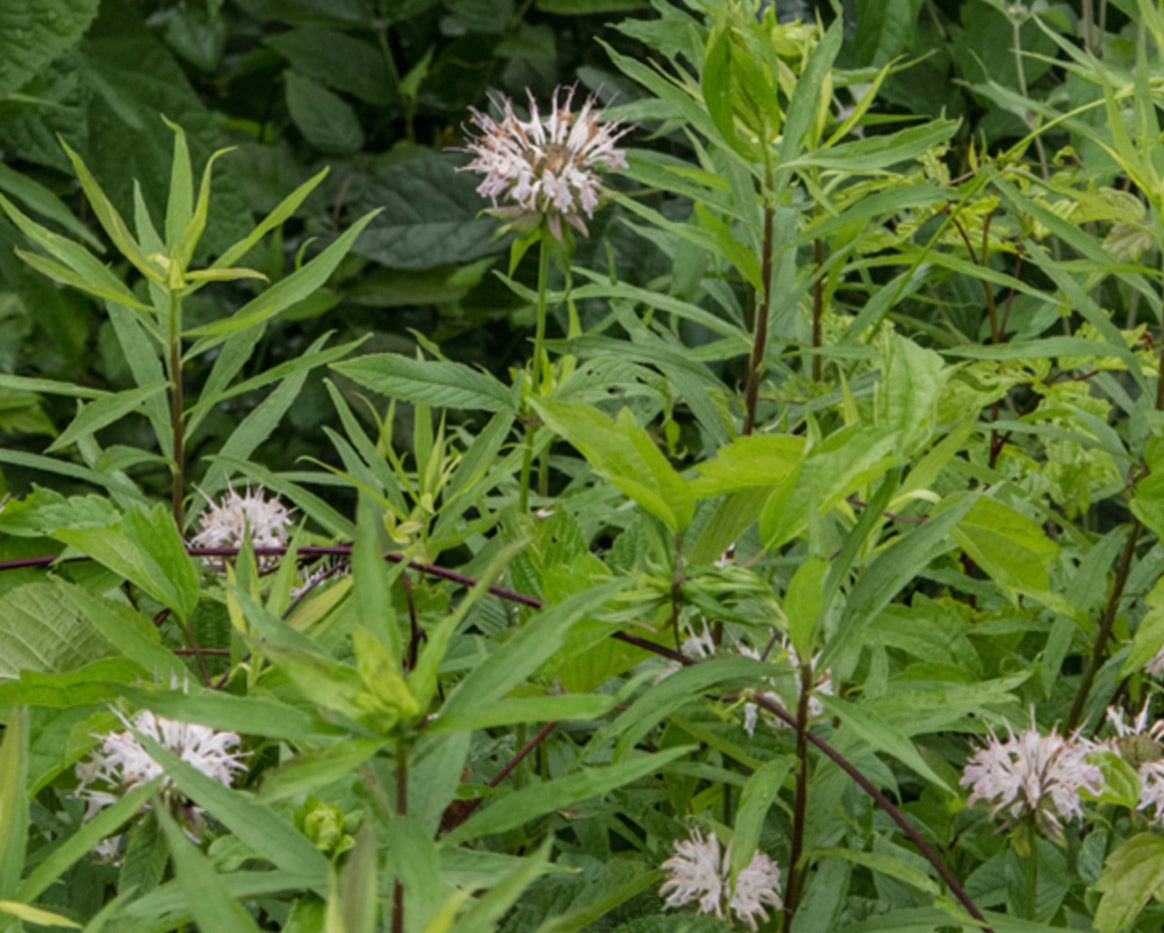 White Bergamot (Monarda clinopodia) 7 White / Basil Bee balm PLANT (Monarda clinopodia)
